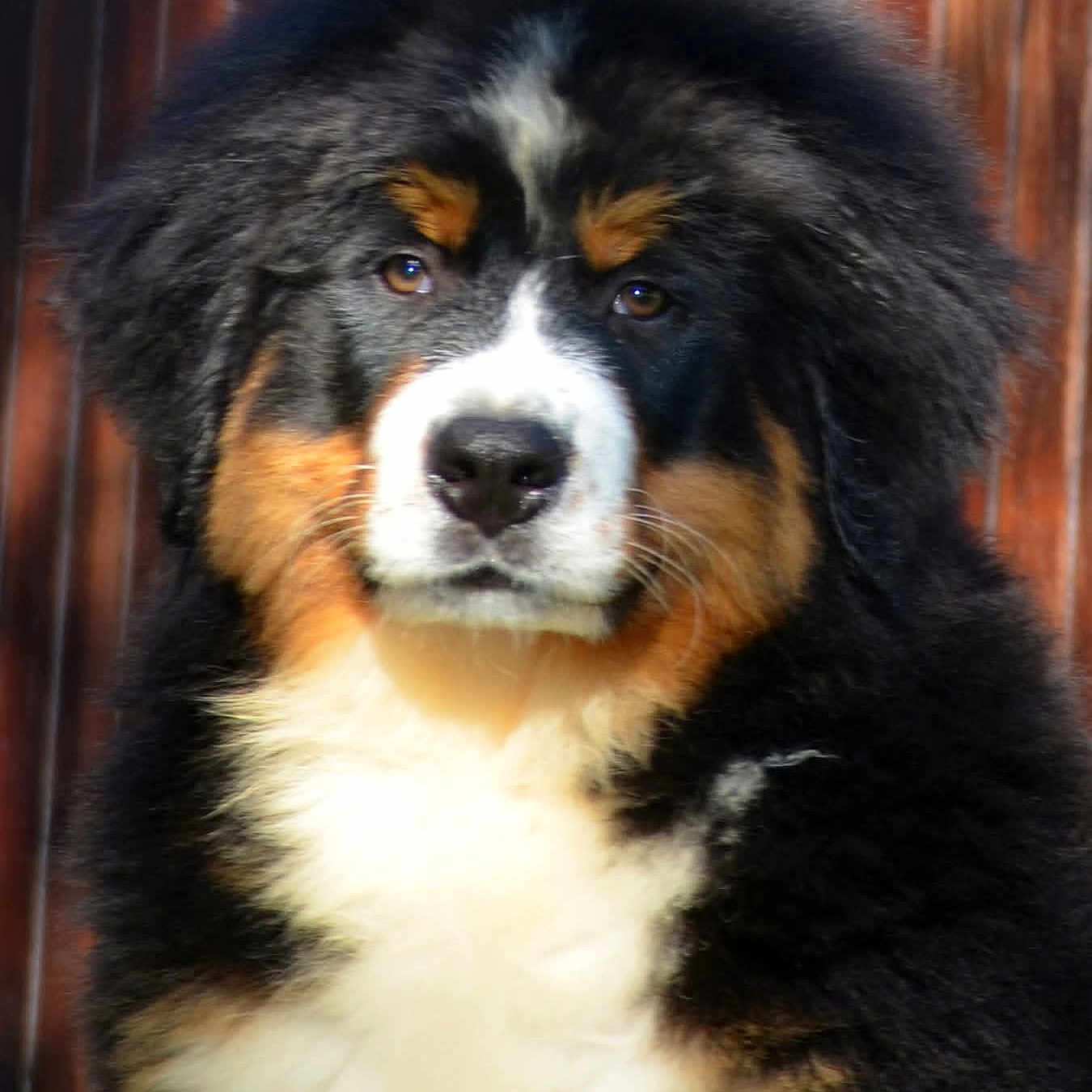 Ulhan a rejoint le concours — aidez-le/la à gagner de superbes lots ! bernese_mountain_dog, puppy, dog, fluffy, fur, black_fur, brown_fur, white_fur, portrait, animal, pet, outdoor, wooden_background, closeup, mammal, face, cute, young, canine, furry