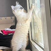 Bisca a rejoint le concours — aidez-le/la à gagner de superbes lots ! kitten, cat, blue_eyes, window, indoor, curious, white_fur, paw, clothes, stack, sneaker, footwear, reflection, light, furniture, domestic, pet, young, standing, playful