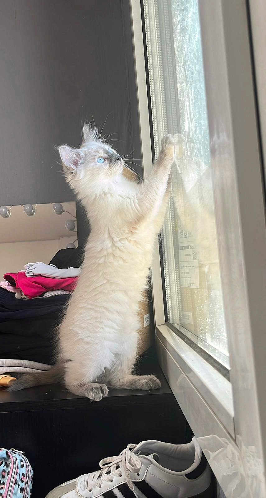 Bisca a rejoint le concours — aidez-le/la à gagner de superbes lots ! kitten, cat, blue_eyes, window, indoor, curious, white_fur, paw, clothes, stack, sneaker, footwear, reflection, light, furniture, domestic, pet, young, standing, playful