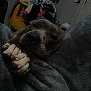 Diamond joined the competition — help win amazing prizes! bedroom, blanket, close_up, cozy, dog, eyes, face, fur, home, indoor, low_light, lying_down, nose, paws, pet, pile_of_clothes, resting, soft_texture, tired, toy