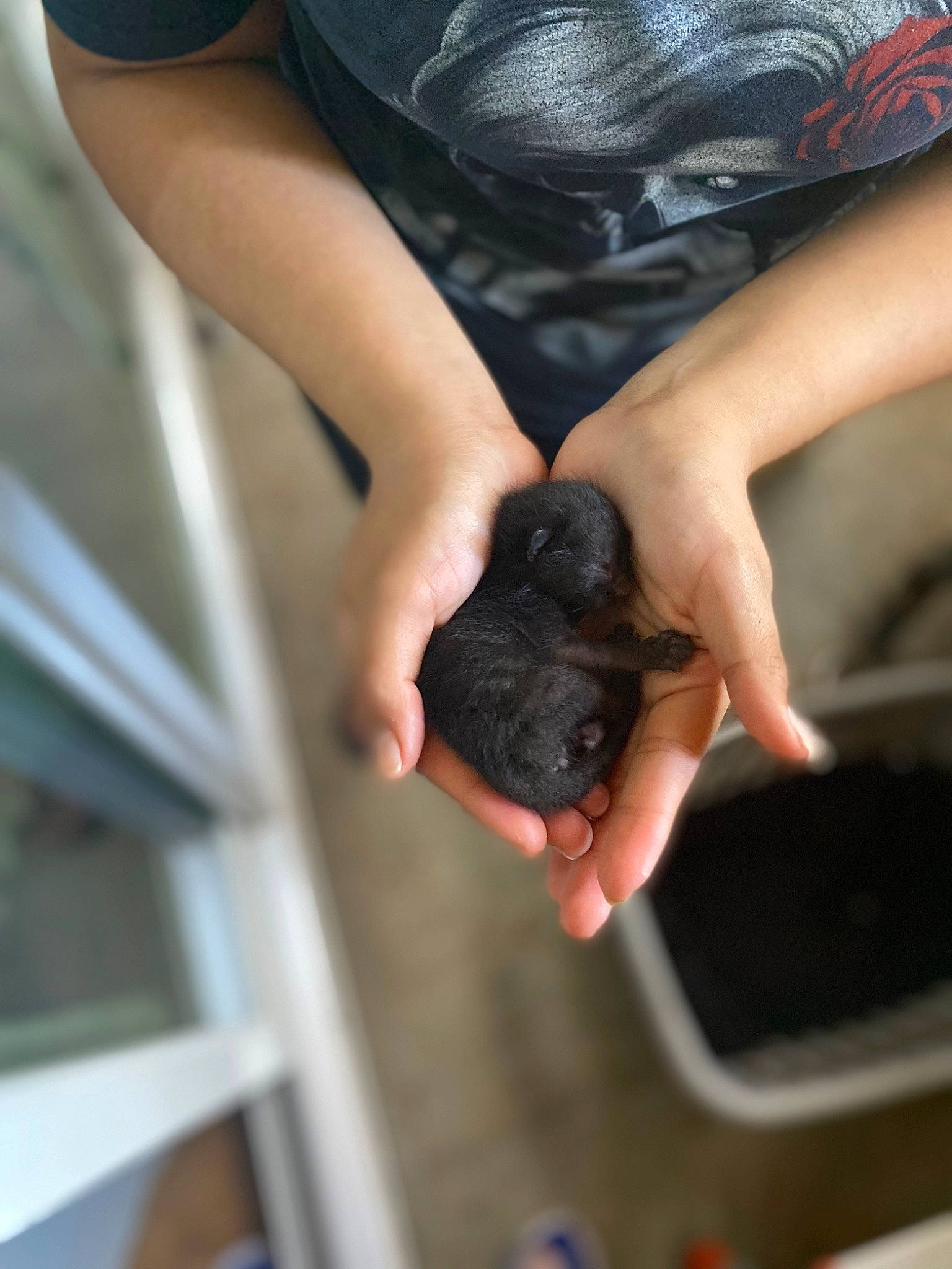 Andy joined the competition — help win amazing prizes! bat, canidae, claw, cooking, dog_breed, elbow, electric_blue, finger, fur, gas, gesture, human_leg, nail, recipe, snout, sporting_group, terrestrial_animal, thumb, wildlife_biologist, wrist