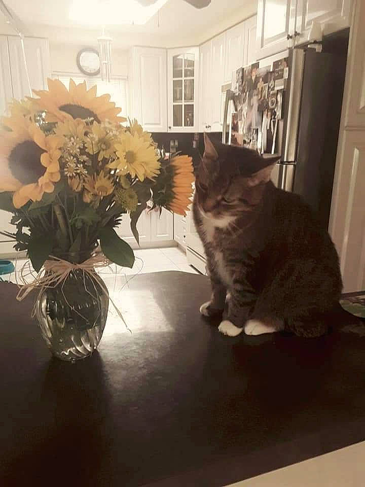 Cookie joined the competition — help win amazing prizes! carnivore, cat, felidae, floor, flower, fur, home, house, interior_design, kitten, plant, room, small_to_medium_sized_cats, whiskers, window