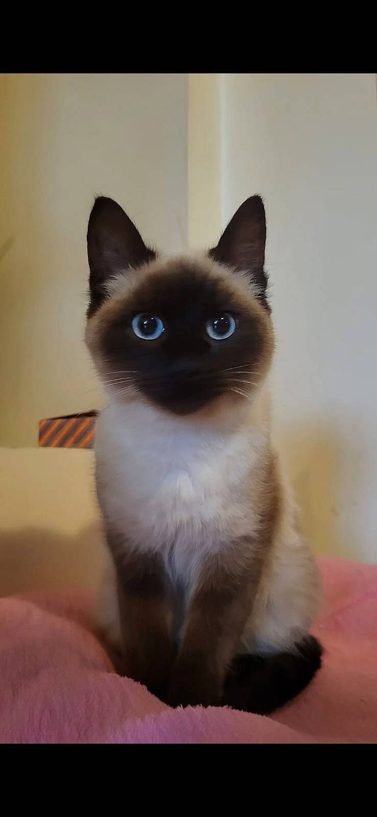 Valdor a rejoint le concours — aidez-le/la à gagner de superbes lots ! balinese, birman, carnivore, cat, electric_blue, fawn, felidae, fur, iris, siamese, small_to_medium_sized_cats, snout, terrestrial_animal, whiskers