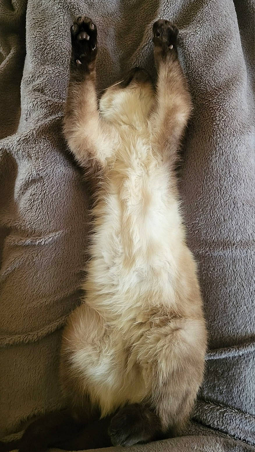 Valdor a rejoint le concours — aidez-le/la à gagner de superbes lots ! canidae, carnivore, cat, claw, comfort, companion_dog, dog_breed, fawn, felidae, foot, fur, human_leg, nap, paw, small_to_medium_sized_cats, snout, sporting_group, tail, terrestrial_animal, whiskers