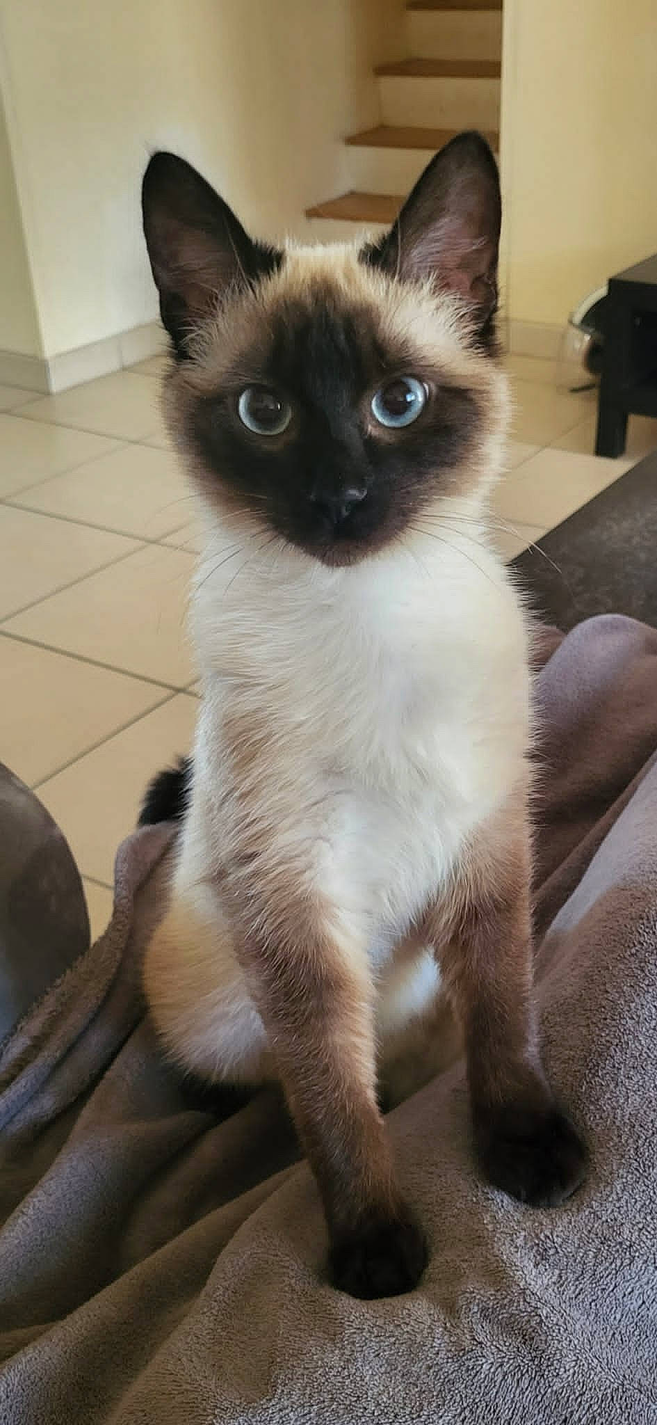 Valdor a rejoint le concours — aidez-le/la à gagner de superbes lots ! birman, carnivore, cat, fawn, felidae, flooring, fur, iris, siamese, small_to_medium_sized_cats, snout, tail, terrestrial_animal, thai, whiskers