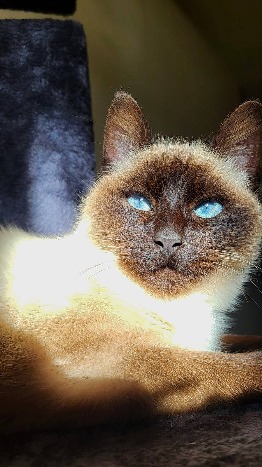 Valdor participe au concours pour gagner de l'argent avec cette photo : carnivore, cat, fawn, felidae, fur, iris, siamese, small_to_medium_sized_cats, snout, terrestrial_animal, whiskers