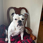 Tessie is registered to the contest to win money with this photo: dog, bulldog, pet, animal, chair, wooden_chair, blanket, red_blanket, black_and_white_dog, indoor, portrait, pet_portrait, furniture, canine, looking_at_camera, seated, cute, companion, domestic_animal, cozy