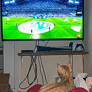 Tigrou a rejoint le concours — aidez-le/la à gagner de superbes lots ! cat, blanket, tv, television, soccer, sports, gaming_console, controller, cables, shelf, indoor, watching, orange_cat, relaxed, room, electronics, game, entertainment, animal, pet