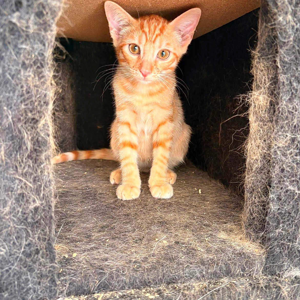 Tigrou participe au concours pour gagner de l'argent avec cette photo : kitten, cat, orange_tabby, feline, pet, cat_condo, fuzzy, cozy, indoor, curious, animal, young_cat, whiskers, ears, sitting, looking, cage, cute, fur, home