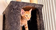 Tigrou a rejoint le concours — aidez-le/la à gagner de superbes lots ! cat, kitten, orange_tabby, cat_tree, scratching_post, furry, pet, indoor, curious, animal, cubicle, feline, playful, household, domestic, cute, paws, ears, whiskers, pet_habitat