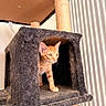 cat, kitten, orange_tabby, cat_tree, scratching_post, furry, pet, indoor, curious, animal, cubicle, feline, playful, household, domestic, cute, paws, ears, whiskers, pet_habitat