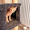 Tigrou a rejoint le concours — aidez-le/la à gagner de superbes lots ! cat, kitten, orange_tabby, cat_condo, furniture, indoor, pet, animal, curious, young_cat, feline, scratching_post, cozy, fur, radiator, home, cute, peeking, whiskers, paw