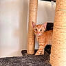 Tigrou participe au concours pour gagner de l'argent avec cette photo : kitten, cat, orange_tabby, scratching_post, cat_tree, indoor, pet, animal, curious, feline, young_cat, ears, whiskers, fur, playful, looking, cute, small, domestic_cat, house_pet