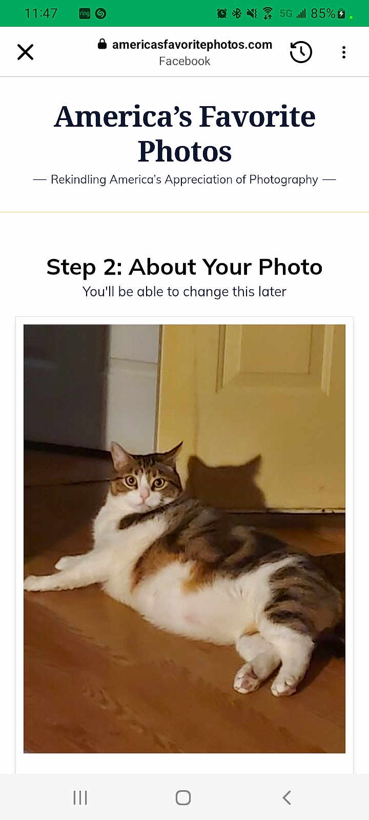 Kit Kat is registered to the contest to win money with this photo: cat, tabby_cat, pet, indoor, hardwood_floor, door, shadow, lounging, chubby_cat, white_fur, brown_fur, looking_at_camera, wide_eyes, portrait, domestic_animal, framed_photo, webpage_screenshot, smartphone_screenshot, cozy, home_interior