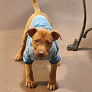 Tebo Forest Blum is registered to the contest to win money with this photo: puppy, dog, denim_jacket, pet_clothing, brown_dog, floor, curious, looking_up, young_dog, indoor, animal, canine, adorable, domestic_animal, cute, small_dog, standing, tail_up, ears_up, front_view