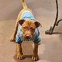puppy, dog, denim_jacket, pet_clothing, brown_dog, floor, curious, looking_up, young_dog, indoor, animal, canine, adorable, domestic_animal, cute, small_dog, standing, tail_up, ears_up, front_view