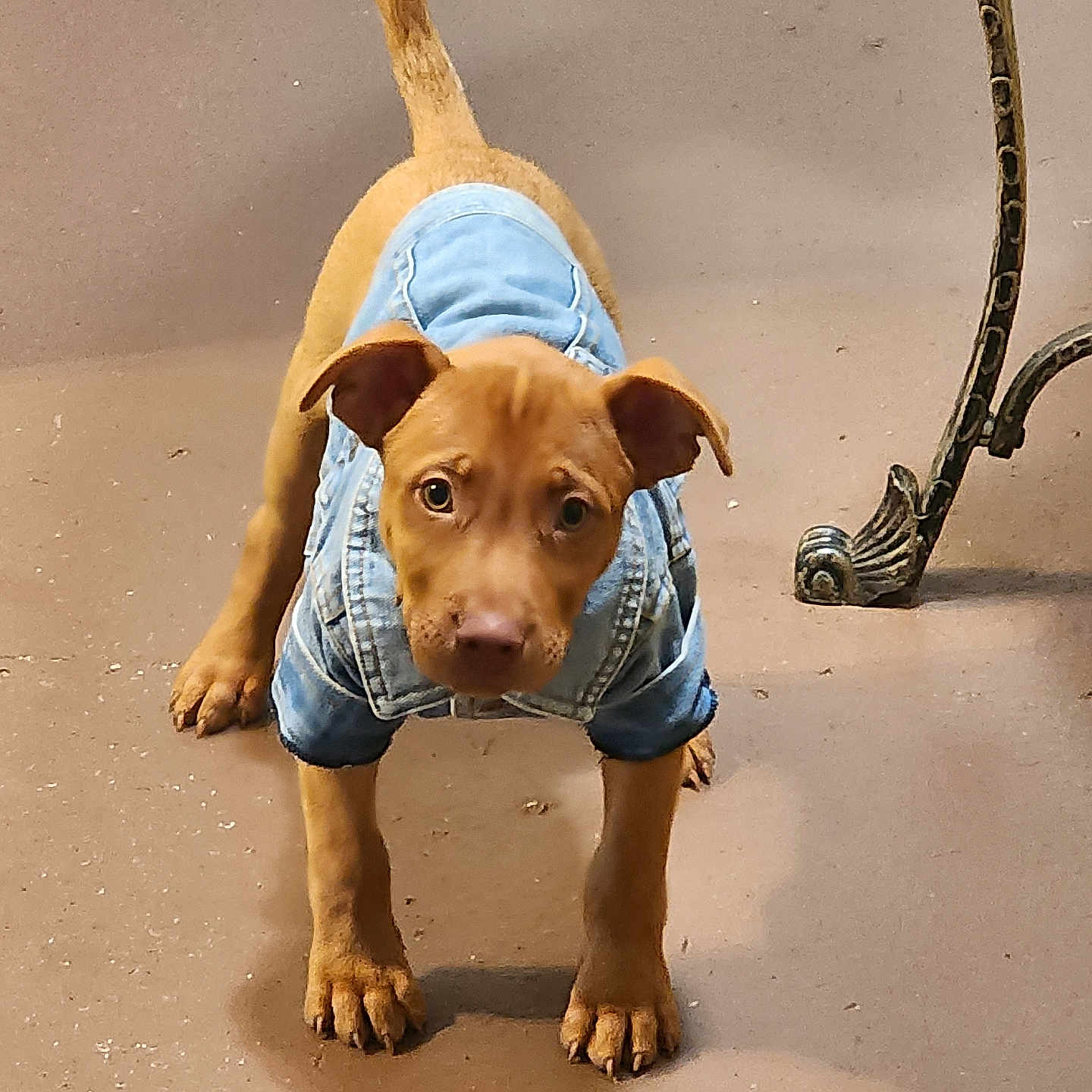 Tebo Forest Blum is registered to the contest to win money with this photo: adorable, animal, brown_dog, canine, curious, cute, denim_jacket, dog, domestic_animal, ears_up, floor, front_view, indoor, looking_up, pet_clothing, puppy, small_dog, standing, tail_up, young_dog