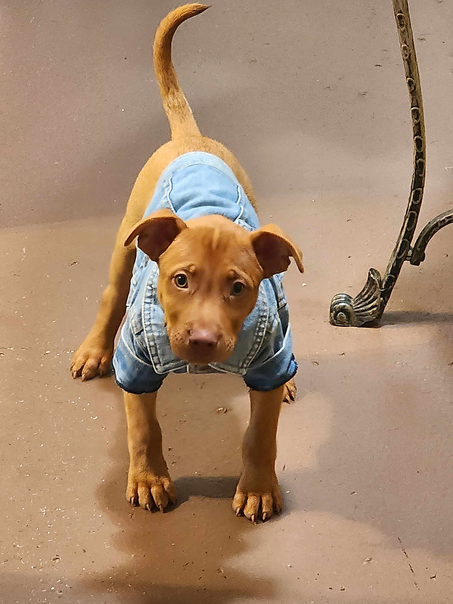 Tebo Forest Blum is registered to the contest to win money with this photo: puppy, dog, denim_jacket, pet_clothing, brown_dog, floor, curious, looking_up, young_dog, indoor, animal, canine, adorable, domestic_animal, cute, small_dog, standing, tail_up, ears_up, front_view