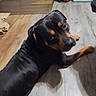 animal, black_and_tan, canine, companion, curious, dog, domestic, floor, flooring, household, indoor, laying_down, looking_back, marble_floor, mischievous, pet, portrait, resting, rottweiler, wooden_floor