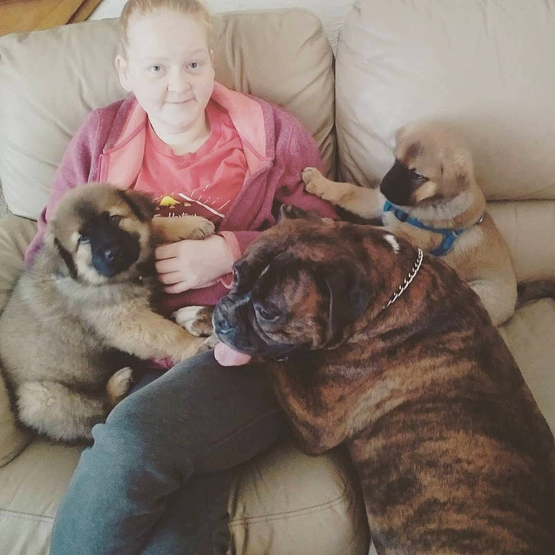 Dog Overload joined the competition — help win amazing prizes! carnivoran, companion_dog, dog, dog_breed, dog_breed_group, dog_like_mammal, fawn, joy, mammal, non_sporting_group, person, pug, puppy, puppy_love, snout, sporting_group, vertebrate