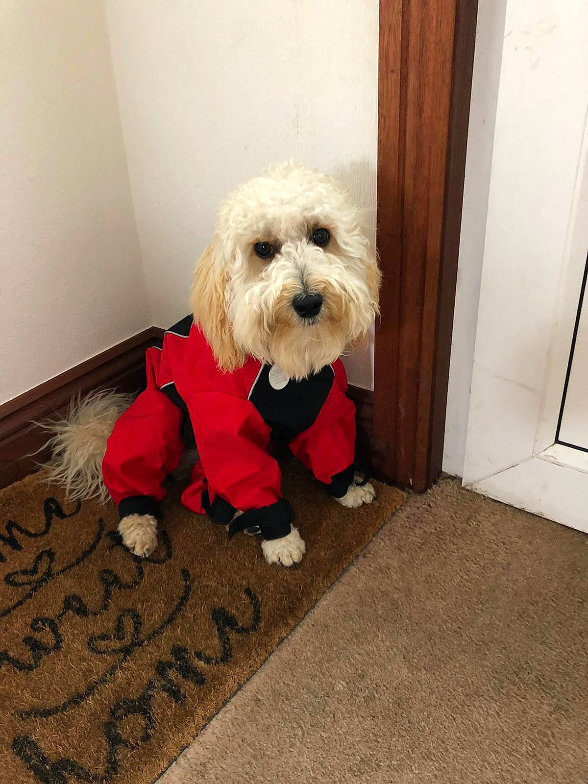 Bailey is registered to the contest to win money with this photo: canidae, carnivore, cockapoo, companion_dog, dog, dog_breed, dog_clothes, floor, flooring, irish_soft_coated_wheaten_terrier, maltese, mammal, morkie, non_sporting_group, rare_breed_dog, schnoodle, snout, tile, toy_dog, vertebrate