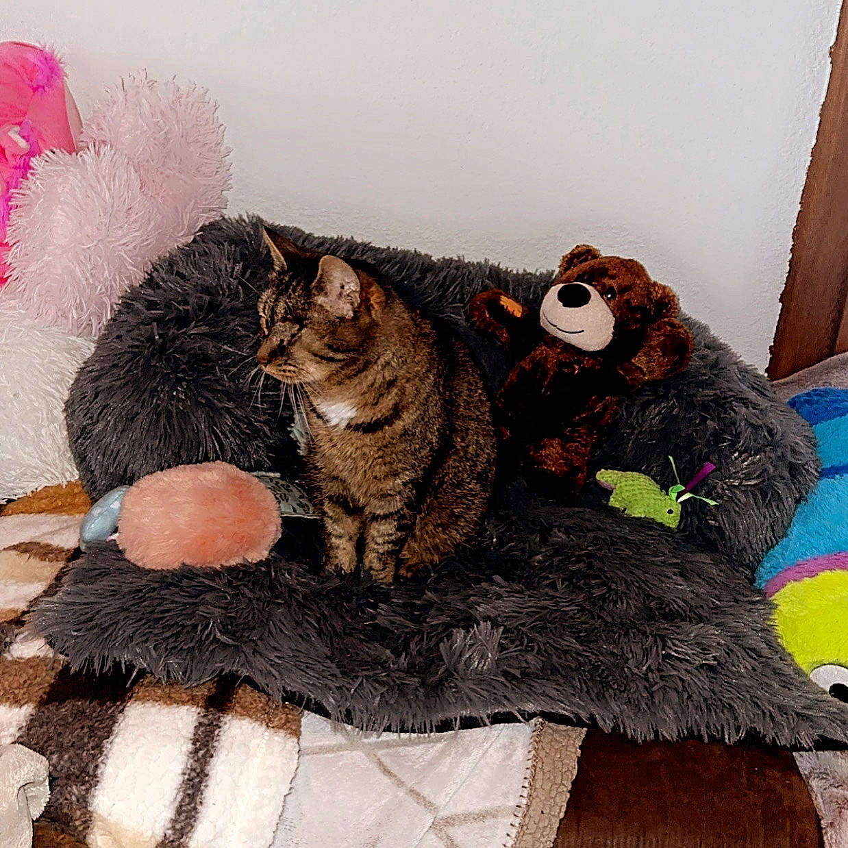 Kelly participe au concours pour gagner de l'argent avec cette photo : art, bag, carnivore, cat, comfort, domestic_short_haired_cat, fashion_accessory, fawn, felidae, fur, luggage_and_bags, mammal, painting, small_to_medium_sized_cats, snout, tail, toy, vertebrate, whiskers, wool