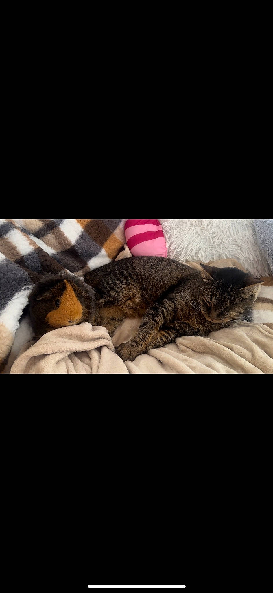 Kelly a rejoint le concours — aidez-le/la à gagner de superbes lots ! bed, bedding, canidae, carnivore, cat, claw, comfort, companion_dog, darkness, domestic_short_haired_cat, felidae, fur, linens, magenta, nap, paw, small_to_medium_sized_cats, tail, toy, whiskers