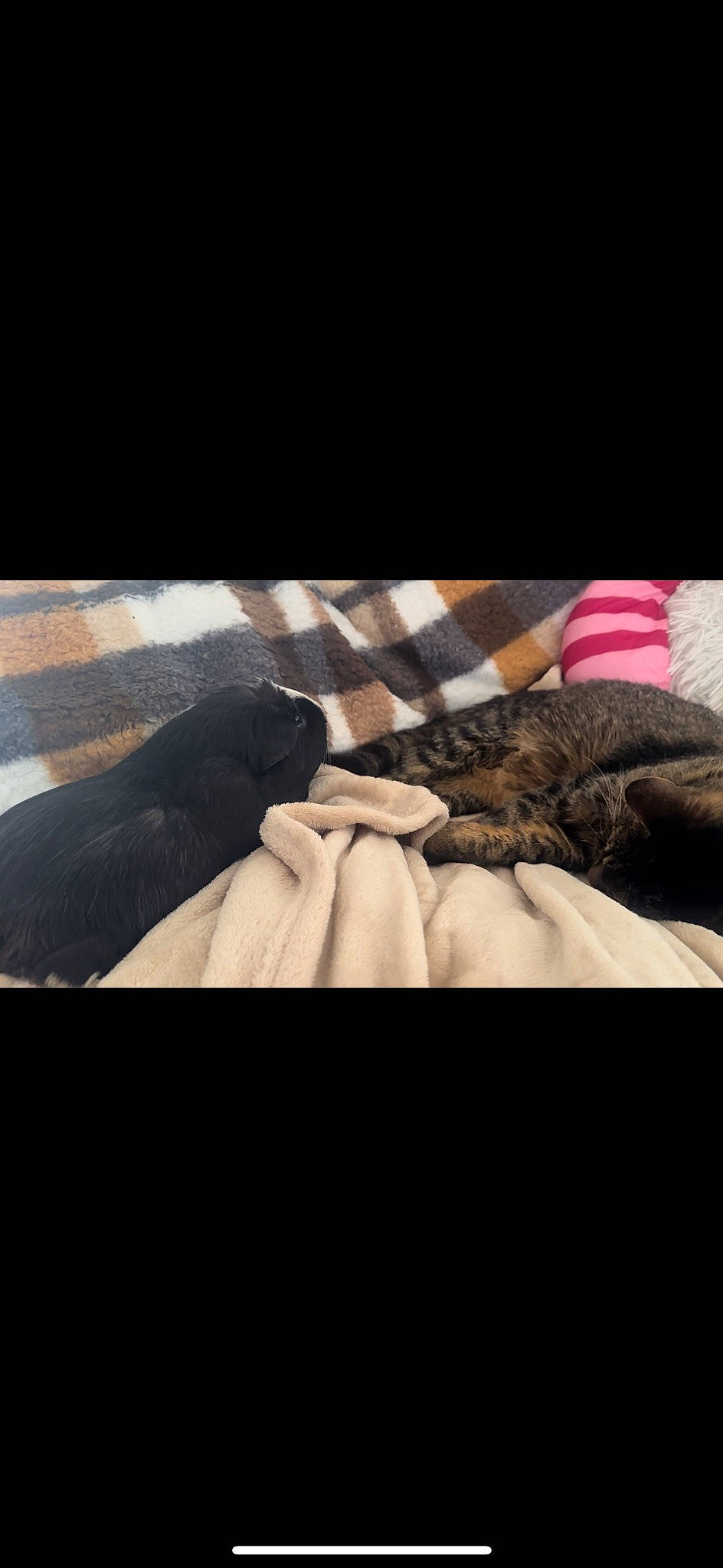 Kelly participe au concours pour gagner de l'argent avec cette photo : comfort, darkness, finger, flesh, font, fur, gesture, human_leg, linens, nail, photo_caption, room, sky, textile, thumb, tints_and_shades, vehicle_door, wood, wool, wrist