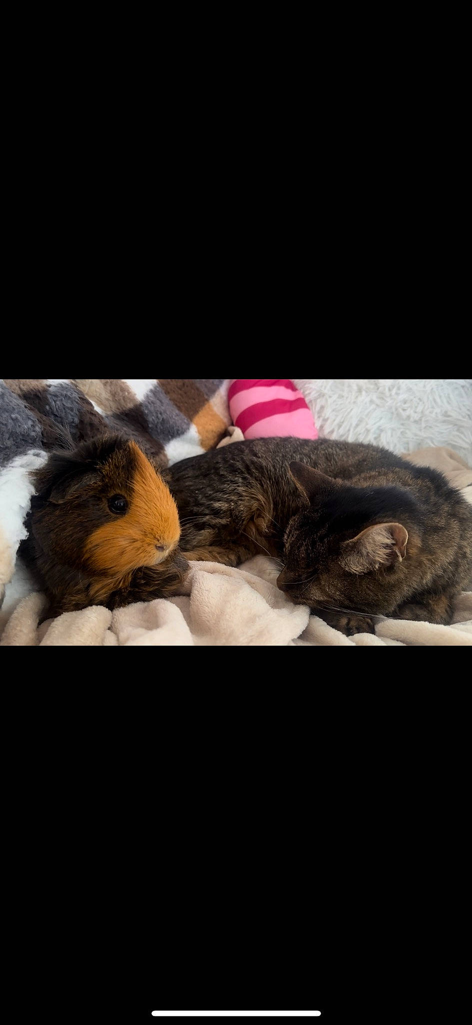 Kelly a rejoint le concours — aidez-le/la à gagner de superbes lots ! canidae, cat, cloud, comfort, companion_dog, dog_breed, domestic_short_haired_cat, fawn, felidae, fur, liver, paw, rabbit, rodent, small_to_medium_sized_cats, snout, stuffed_toy, tail, toy, whiskers