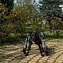 Ivar participe au concours pour gagner de l'argent avec cette photo : dog, black_dog, wheelchair, disabled_dog, outdoor, sunlight, greenery, trees, pavement, cobblestone, animal, pet, happy, tongue_out, nature, grass, bushes, canine, wheel_chair, daytime