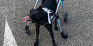 Ivar a rejoint le concours — aidez-le/la à gagner de superbes lots ! dog, black_dog, wheelchair, mobility_aid, tennis_ball, asphalt, outdoor, pet, animal, disabled_dog, happy, playful, tongue_out, canine, wheel, harness, looking_up, pavement, four_legs, pet_accessory