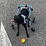 dog, black_dog, wheelchair, mobility_aid, tennis_ball, asphalt, outdoor, pet, animal, disabled_dog, happy, playful, tongue_out, canine, wheel, harness, looking_up, pavement, four_legs, pet_accessory