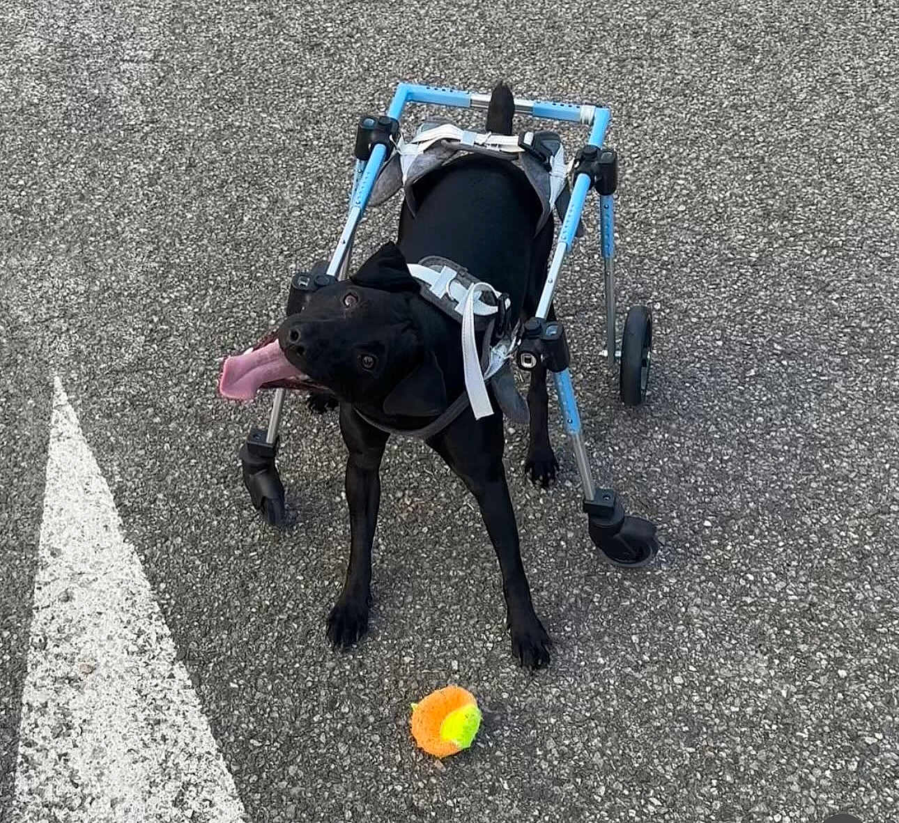 Ivar a rejoint le concours — aidez-le/la à gagner de superbes lots ! dog, black_dog, wheelchair, mobility_aid, tennis_ball, asphalt, outdoor, pet, animal, disabled_dog, happy, playful, tongue_out, canine, wheel, harness, looking_up, pavement, four_legs, pet_accessory