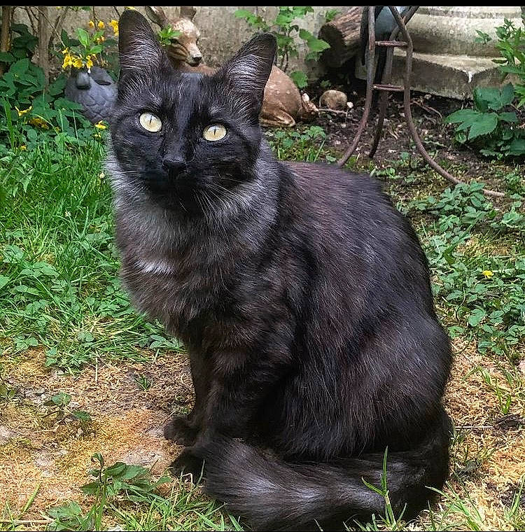 Sacha participe au concours pour gagner de l'argent avec cette photo : black_cat, bombay, carnivore, cat, domestic_short_haired_cat, eye, felidae, fur, grass, groundcover, plant, shrub, sitting, small_to_medium_sized_cats, snout, soil, tail, terrestrial_animal, whiskers, wildlife