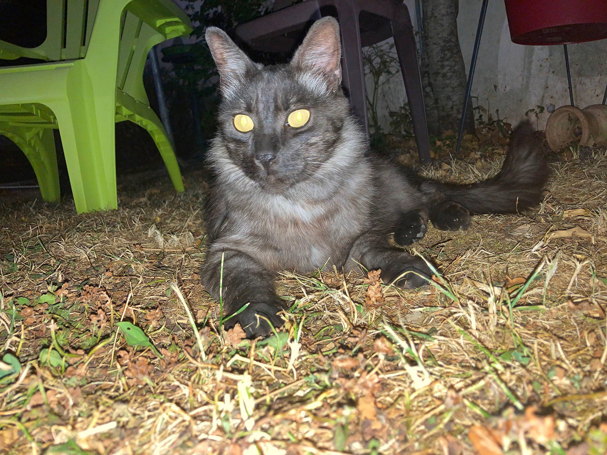 Sacha participe au concours pour gagner de l'argent avec cette photo : black_cat, carnivore, cat, domestic_short_haired_cat, eye, felidae, fur, grass, groundcover, iris, plant, sitting, small_to_medium_sized_cats, snout, soil, tail, terrestrial_animal, whiskers, wildlife