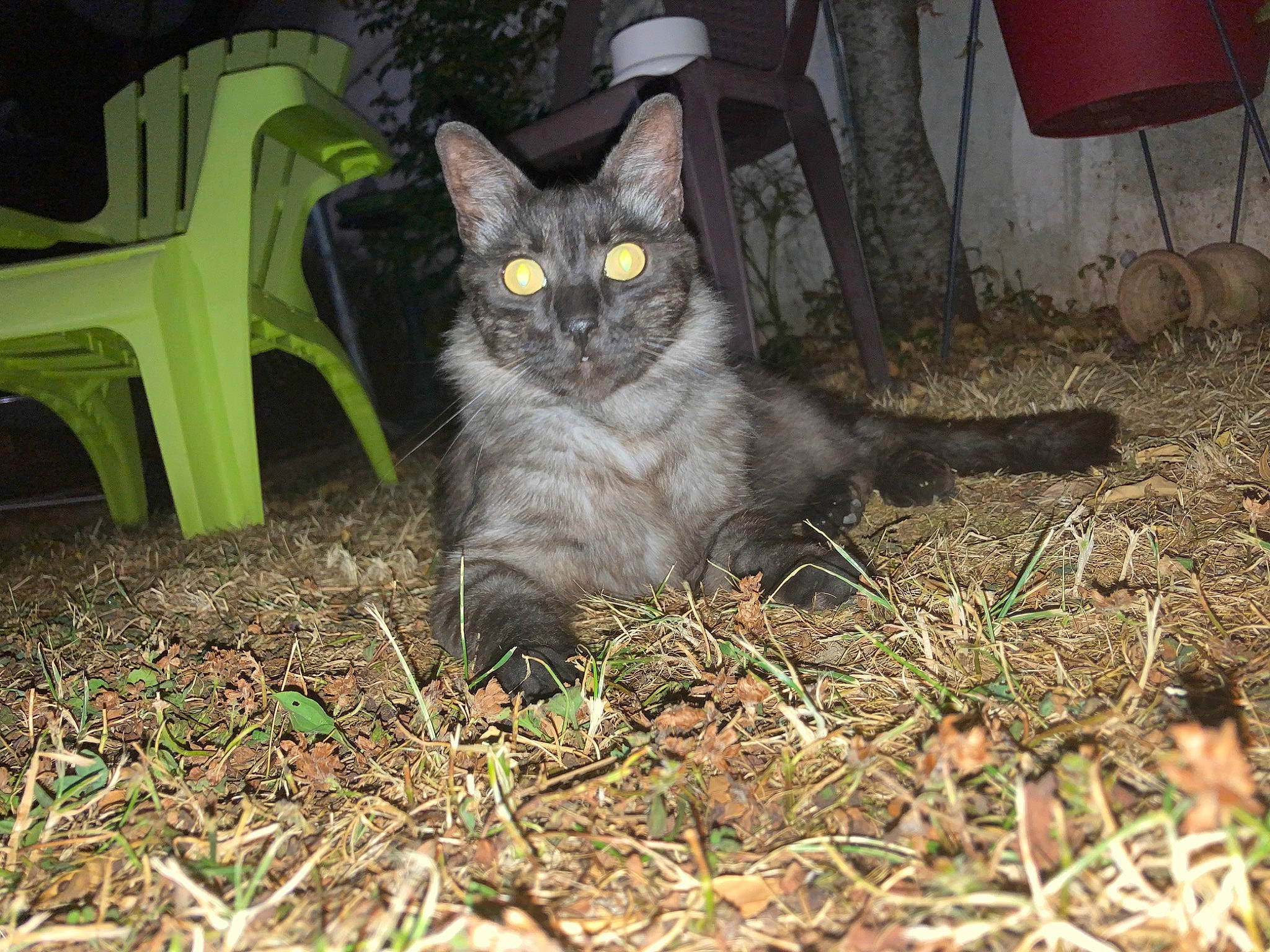 Sacha participe au concours pour gagner de l'argent avec cette photo : black_cat, carnivore, cat, chair, domestic_short_haired_cat, felidae, fur, grass, groundcover, mammal, plant, sitting, small_to_medium_sized_cats, snout, soil, tail, terrestrial_animal, vertebrate, whiskers, wildlife