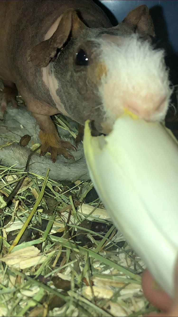 Guizmo Guinguette a rejoint le concours — aidez-le/la à gagner de superbes lots ! fawn, guinea_pig, rodent