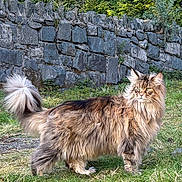 Lilly joined the competition — help win amazing prizes! cat, fluffy, long_hair, outdoor, grass, stone_wall, nature, pet, animal, feline, greenery, mammal, fur, tail, alert, wildlife, portrait, standing, daylight, eyes