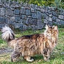 cat, fluffy, long_hair, outdoor, grass, stone_wall, nature, pet, animal, feline, greenery, mammal, fur, tail, alert, wildlife, portrait, standing, daylight, eyes