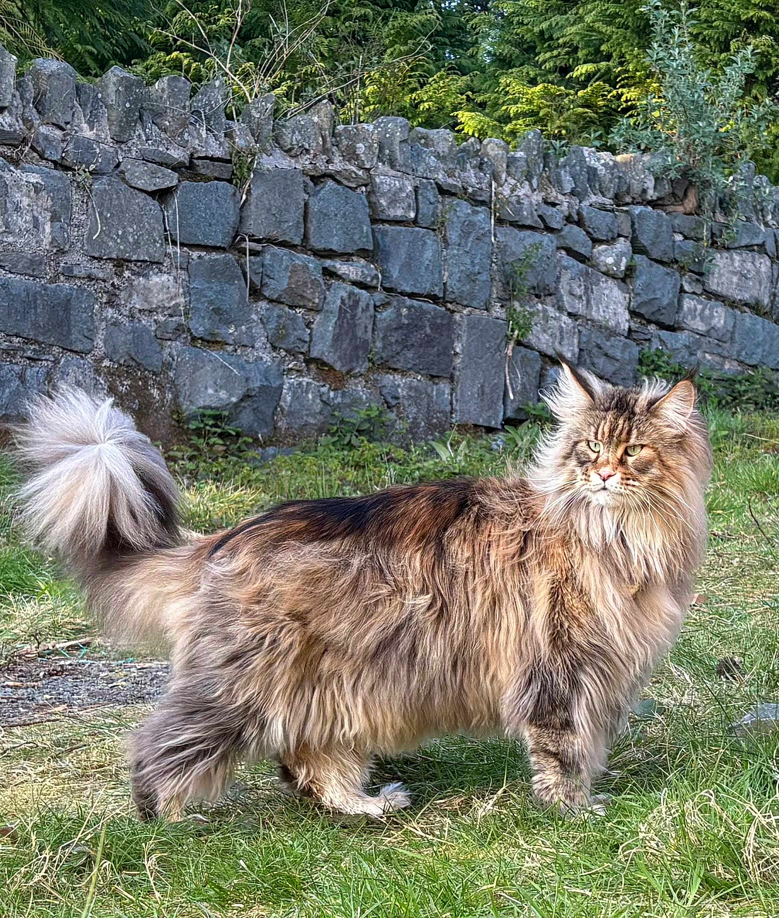 Lilly joined the competition — help win amazing prizes! cat, fluffy, long_hair, outdoor, grass, stone_wall, nature, pet, animal, feline, greenery, mammal, fur, tail, alert, wildlife, portrait, standing, daylight, eyes