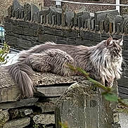 Irbis is registered to the contest to win money with this photo: animal, cat, daylight, fence, fluffy, fur, garden, gray, long_hair, mammal, nature, outdoor, pet, profile, relaxing, resting, rock, side_view, stone_wall, wildlife