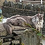 animal, cat, daylight, fence, fluffy, fur, garden, gray, long_hair, mammal, nature, outdoor, pet, profile, relaxing, resting, rock, side_view, stone_wall, wildlife