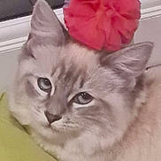 Sky. joined the competition — help win amazing prizes! animal, blue_eyes, bow, calm, cat, close_up, cute, domestic_cat, ears, face, feline, fur, indoor, looking, pet, portrait, red_bow, resting, soft, whiskers