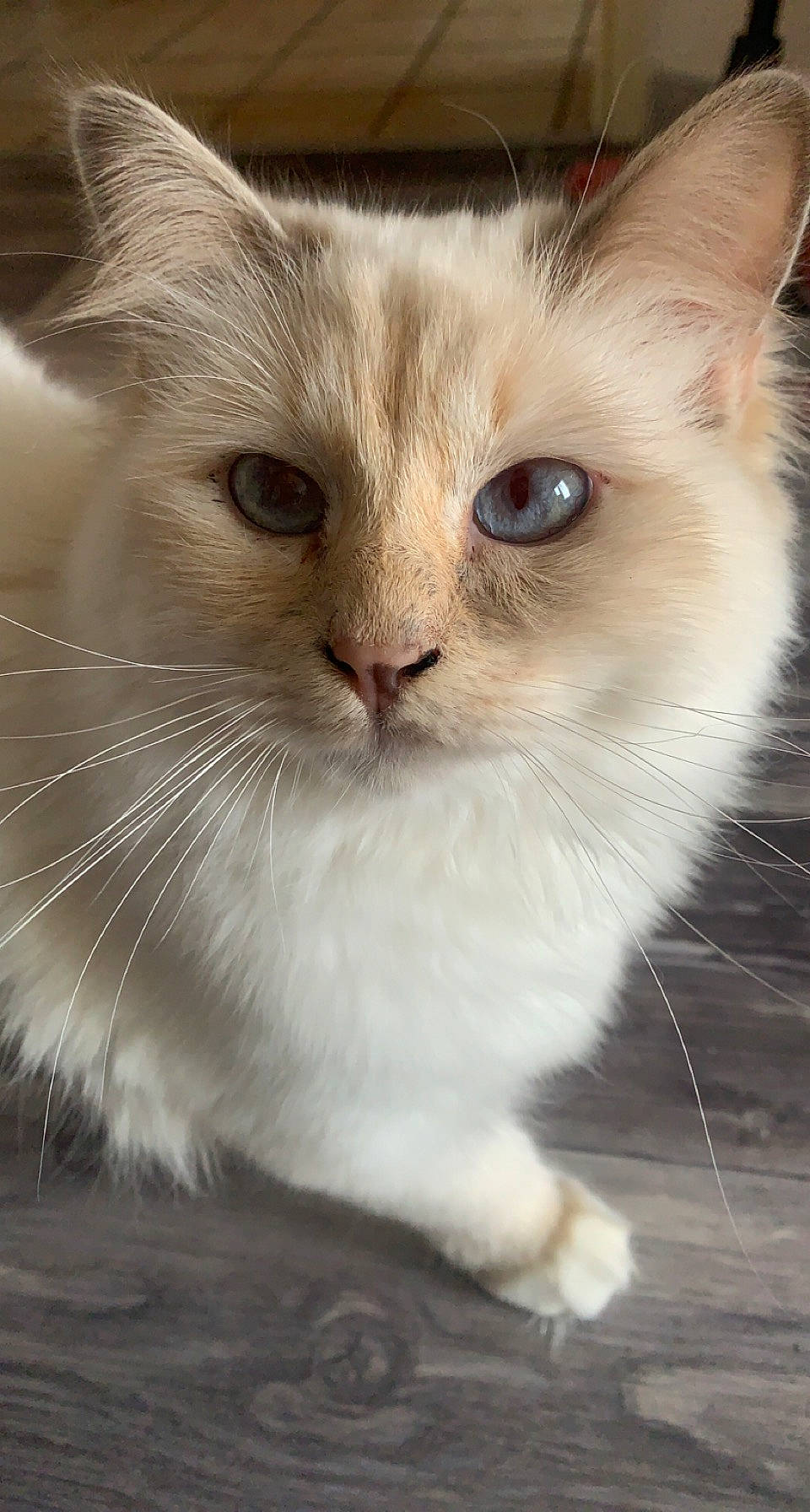 Sunshine participe au concours pour gagner de l'argent avec cette photo : british_longhair, carnivore, cat, claw, domestic_short_haired_cat, fawn, felidae, fur, paw, small_to_medium_sized_cats, snout, tail, whiskers, window