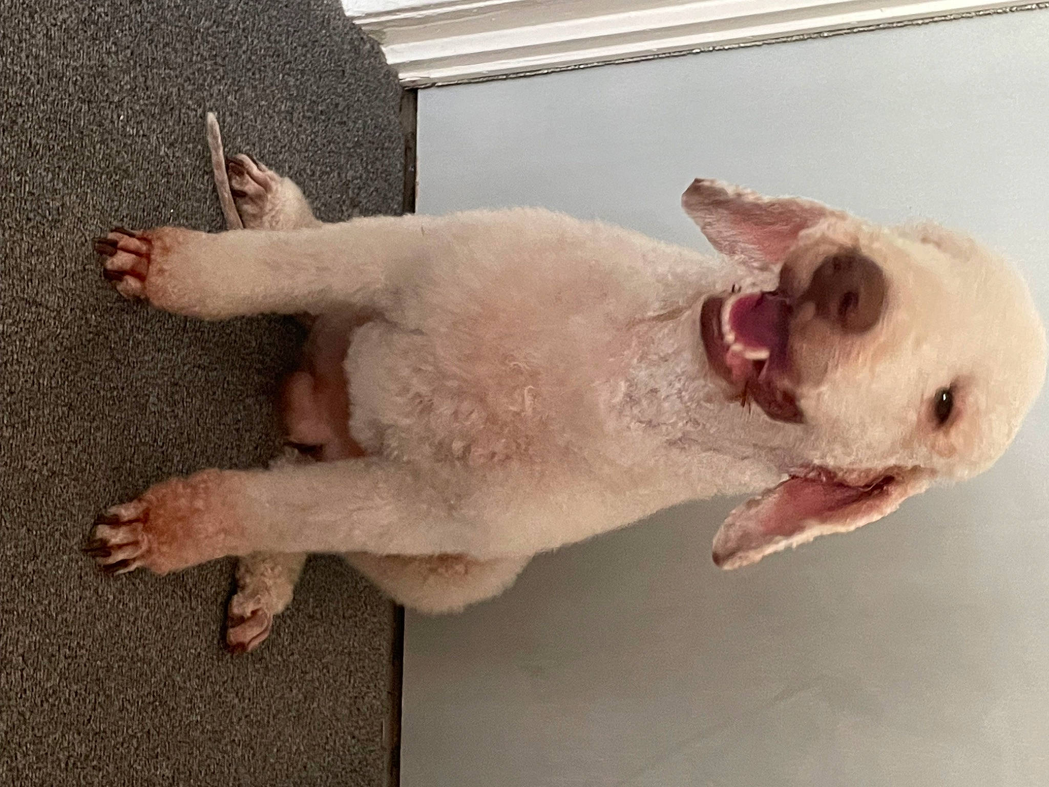 Charlie joined the competition — help win amazing prizes! canidae, carnivore, companion_dog, composite_material, dog, dog_breed, fawn, fluid, foam, foot, liquid, non_sporting_group, paw, pet_supply, snout, sporting_group, tail, terrestrial_animal, working_animal