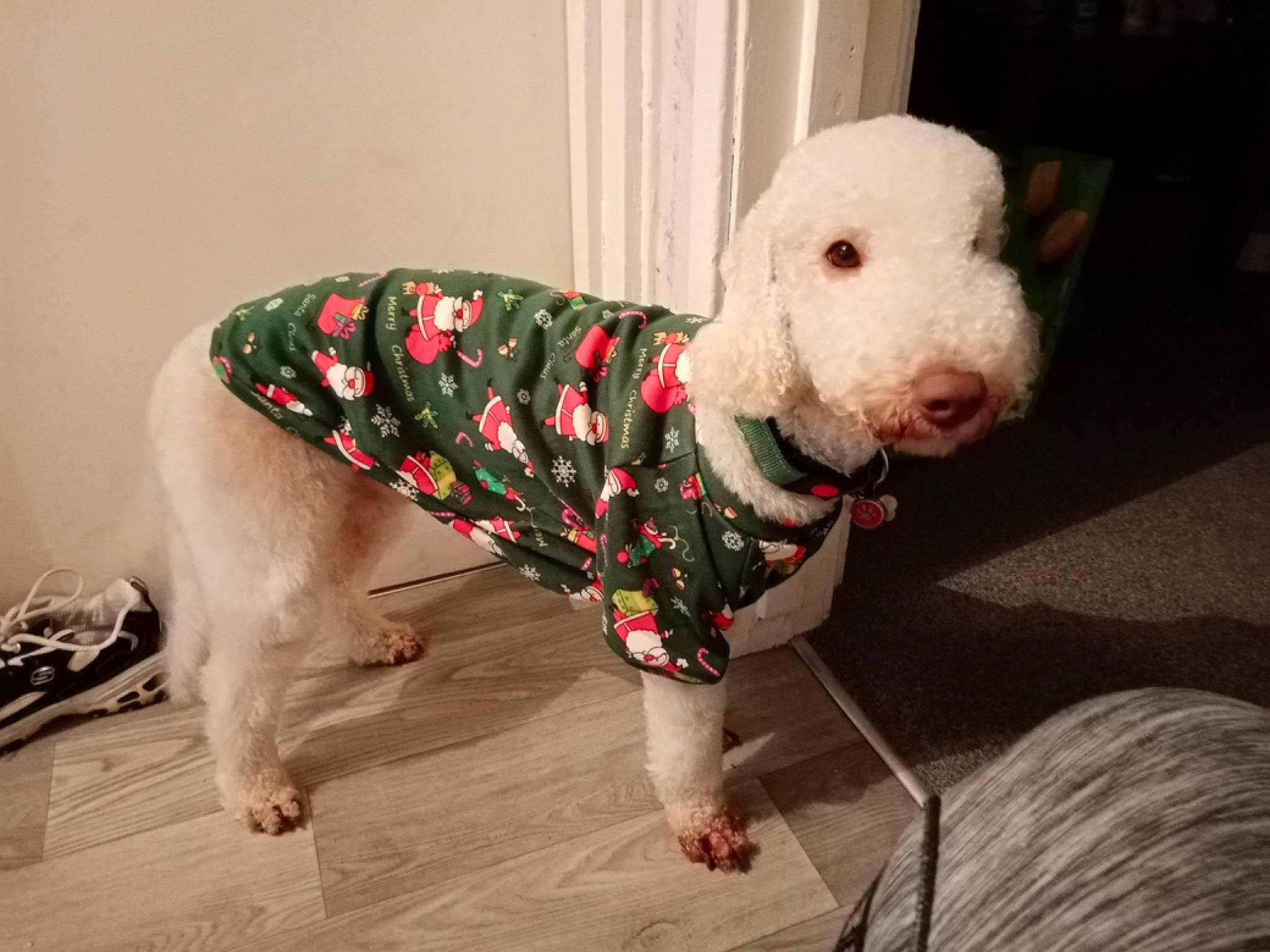 Charlie joined the competition — help win amazing prizes! carnivore, collar, companion_dog, dalmatian, dog, dog_breed, dog_clothes, dog_collar, dog_supply, fawn, flooring, pattern, pet_supply, sleeve, snout, sporting_group, tail, toy, whiskers, working_animal