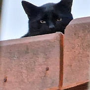 Tit Noir a rejoint le concours — aidez-le/la à gagner de superbes lots ! black_cat, cat, animal, pet, ears, wood, peeking, outdoor, feline, curious, mysterious, nature, closeup, quiet, watching, background_blur, soft_light, texture, wooden_surface, hidden