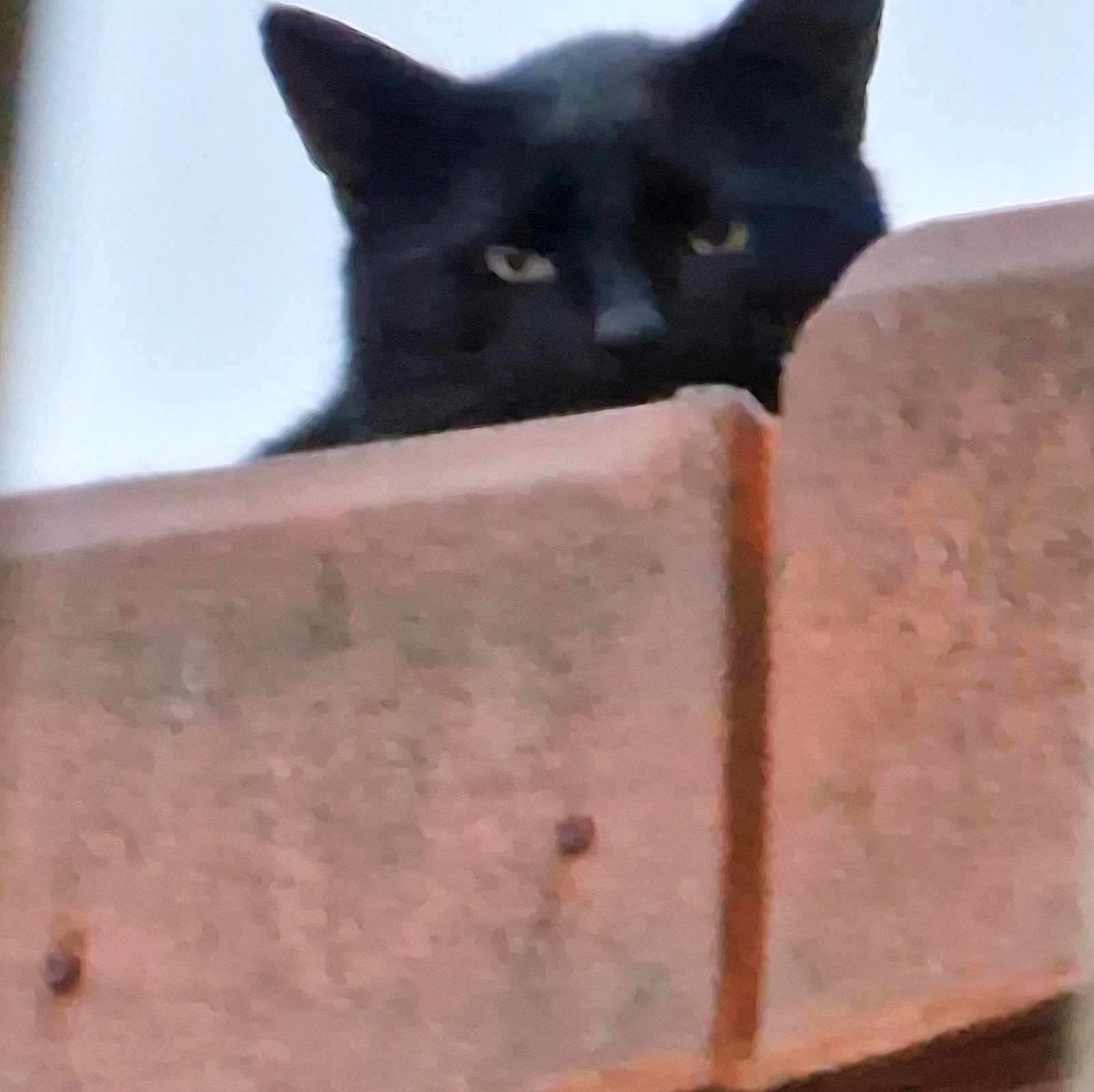 Tit Noir a rejoint le concours — aidez-le/la à gagner de superbes lots ! black_cat, cat, animal, pet, ears, wood, peeking, outdoor, feline, curious, mysterious, nature, closeup, quiet, watching, background_blur, soft_light, texture, wooden_surface, hidden