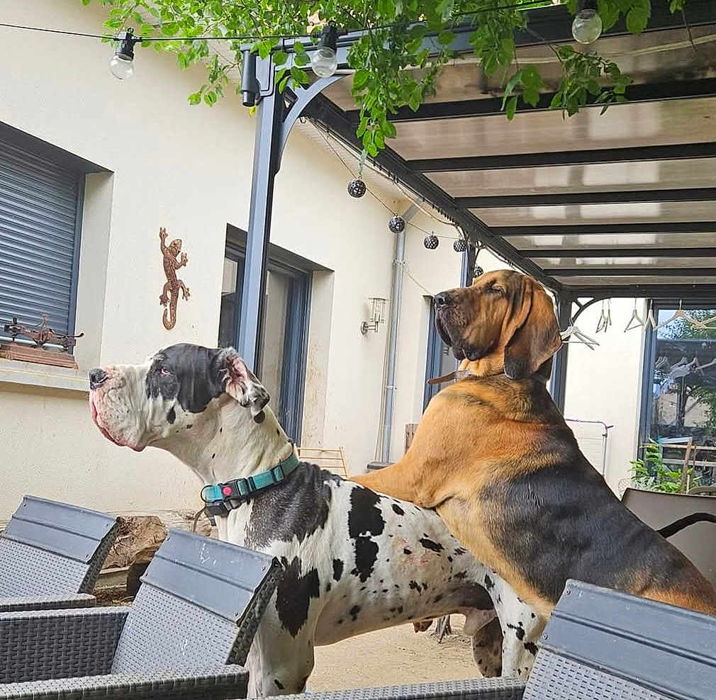 Sultan Thor