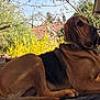 dog, outdoor, wooden_platform, tree, yellow_flowers, sunlight, sky, roof, leafy, pet, animal, nature, relaxing, floppy_ears, brown_fur, black_fur, backyard, daytime, canine, resting